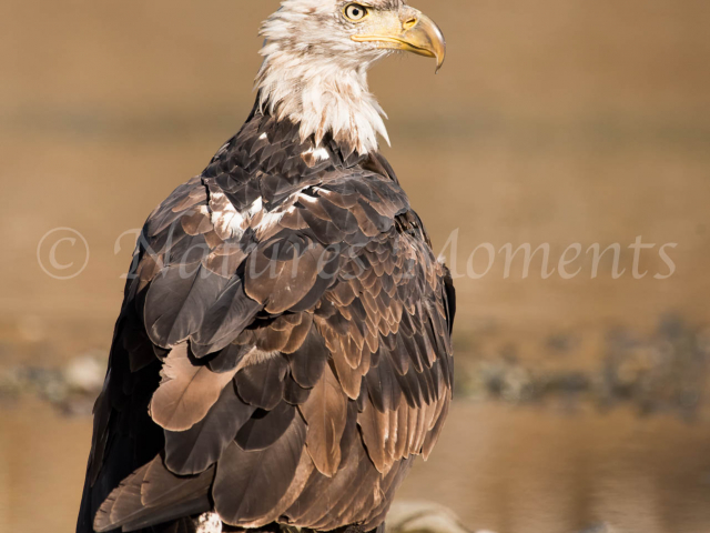 Bald Eagle - Fearless Stand