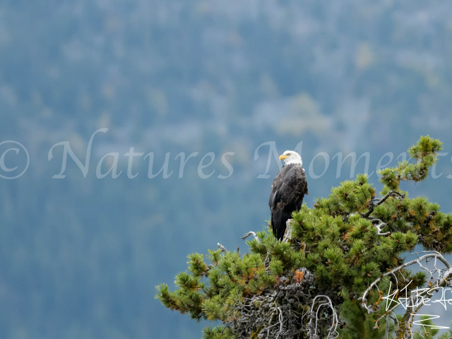 Bald Eagle - I Spy