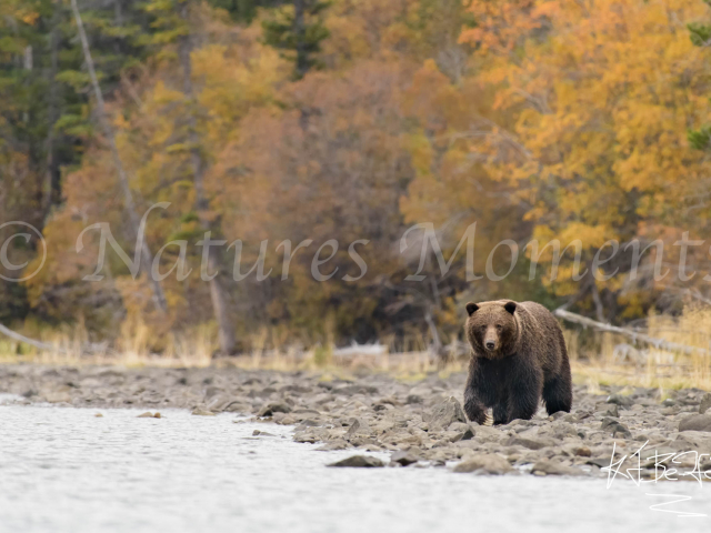 Grizzly Bear - Walking the Bank