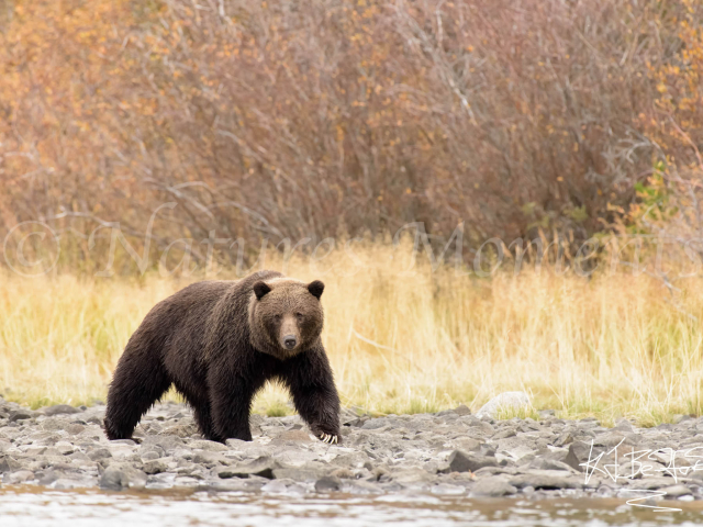 Grizzly Bear - Forlorn