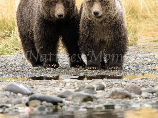 Grizzly Bear - Double Trouble
