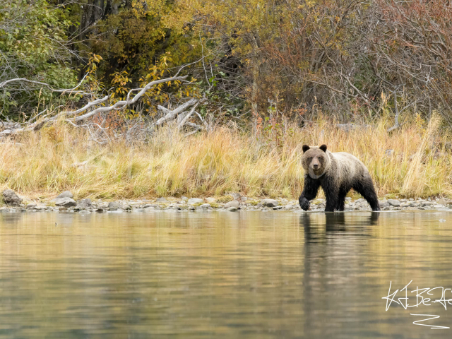 Grizzly Bear - Yellow River