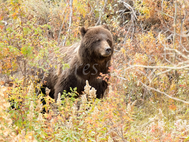 Grizzly Bear - Shades Of Autumn
