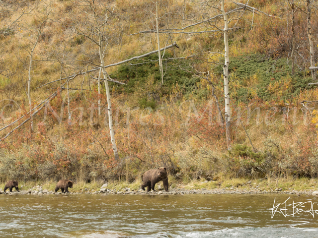 Grizzly Bear - Try and Keep Up