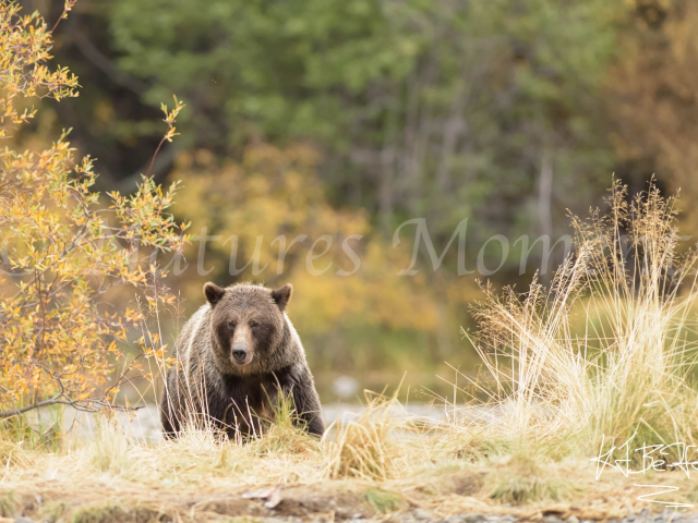 Grizzly Bear - Wait in the Grass