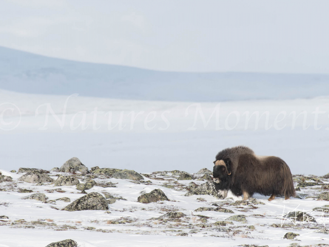 Muskox - Solitary Walk