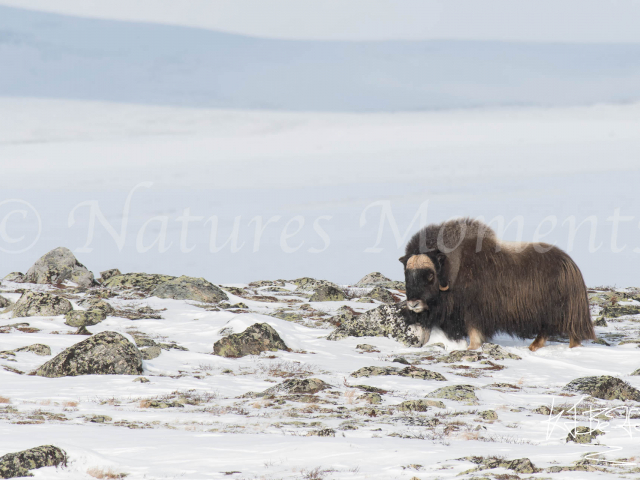 Muskox - Dancing through the Rocks