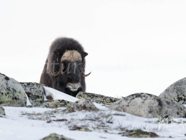 Muskox - Now I See You