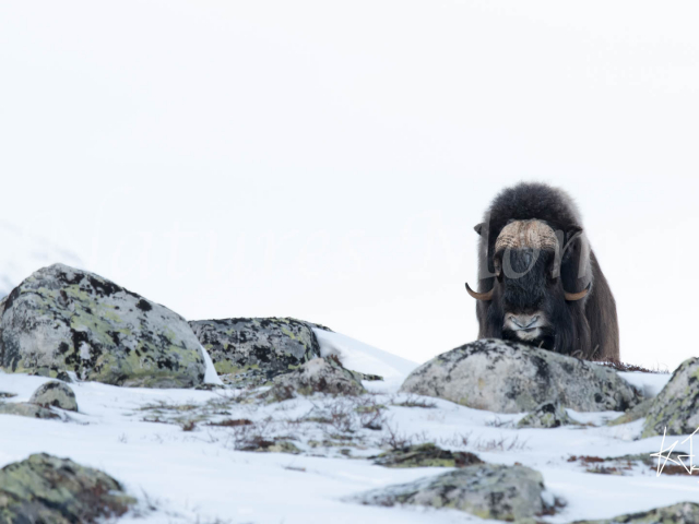 Muskox - Solemn Appearance