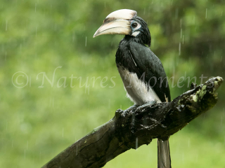 Greater Pied Hornbill - Will it Ever Stop Raining Greater Pied Hornbill - Will it Ever Stop Raining
