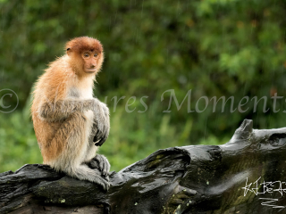 Proboscis Monkey - Its raining Proboscis Monkey - Its raining
