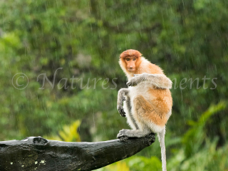 Proboscis Monkey - Will it ever stop raining Proboscis Monkey - Will it ever stop raining