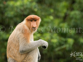Proboscis Monkey - Brown Eyes Proboscis Monkey - Brown Eyes