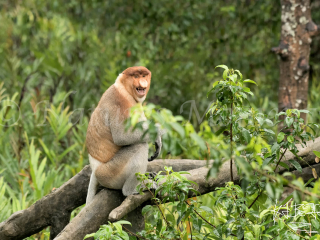 Proboscis Monkey - That's fun Proboscis Monkey - That's fun