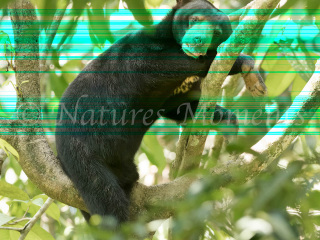 Sun Bear - Resting in the Tree Sun Bear - Resting in the Tree