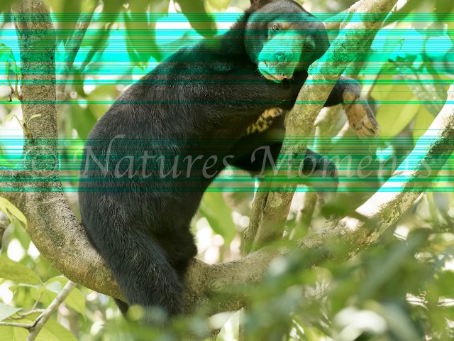 Sun Bear - Resting in the Tree