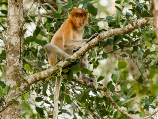 Proboscis Monkey - High in the tree Proboscis Monkey - High in the tree