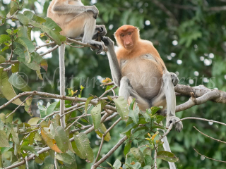 Proboscis Monkey - Two's Company Proboscis Monkey - Two's Company