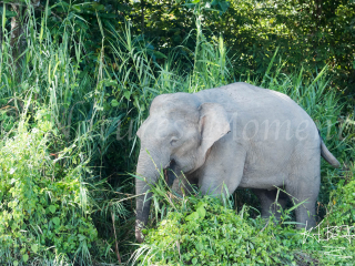 Borneo Elephant - Out of the Bushes Borneo Elephant - Out of the Bushes