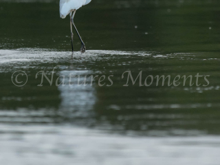Intermediate Egret - Reflection Intermediate Egret - Reflection