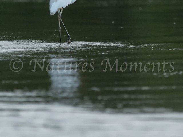 Intermediate Egret - Reflection