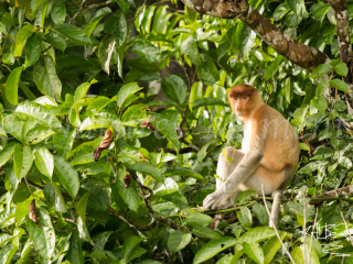 Proboscis Monkey - Resting on a branch Proboscis Monkey - Resting on a branch