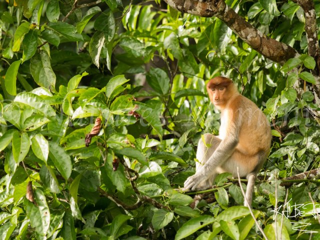 Proboscis Monkey - Resting on a branch