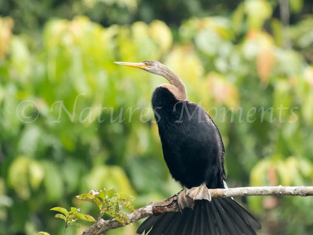 Oriental Darter - Perched on a Branch