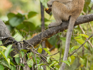 Long-tailed Macaque - I'm not sharing my dinner Long-tailed Macaque - I'm not sharing my dinner