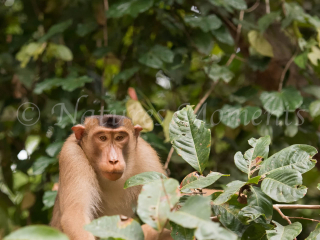 Pig-tailed Macaque - Peak a boo Pig-tailed Macaque - Peak a boo