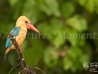 Stork-billed Kingfisher - Waiting to Fish Stork-billed Kingfisher - Waiting to Fish