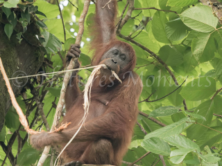 Orangutan - This Bark Is Stringy Orangutan - This Bark Is Stringy