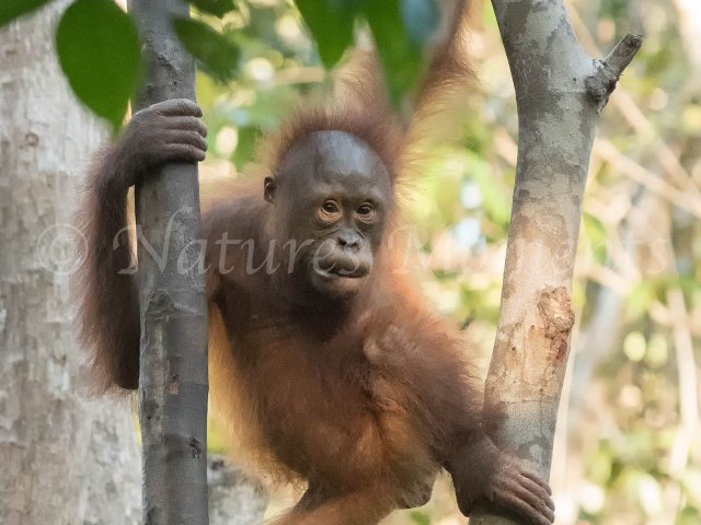 Orangutan - Getting to Grips with Trees