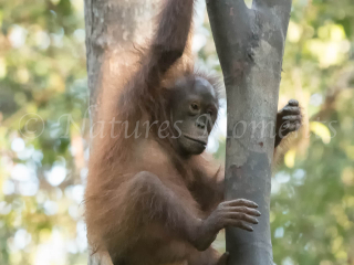 Orangutan - Young Climber Orangutan - Young Climber