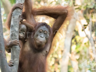 Orangutan - Reflective Mother with baby Orangutan - Reflective Mother with baby