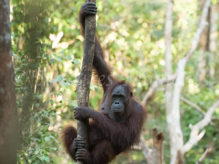 Orangutan - Down the Pole Orangutan - Down the Pole