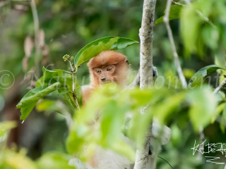 Proboscis Monkey - Thoughtful Proboscis Monkey - Thoughtful