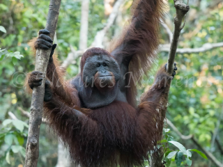 Orangutan - Manic Male Orangutan - Manic Male