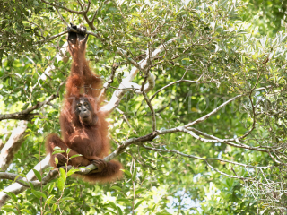 Orangutan - Ready to Swing Orangutan - Ready to Swing