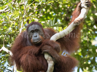 Orangutan - Designer Branch Orangutan - Designer Branch