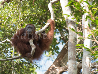 Orangutan - Resting Point Orangutan - Resting Point