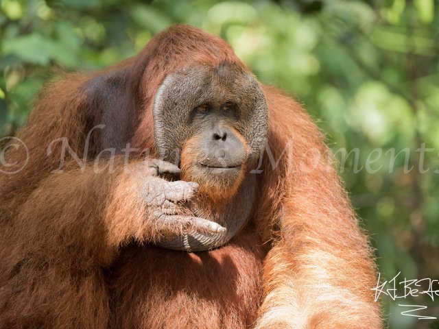 Orangutan - How many?