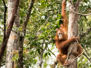 Orangutan - Scowler Orangutan - Scowler