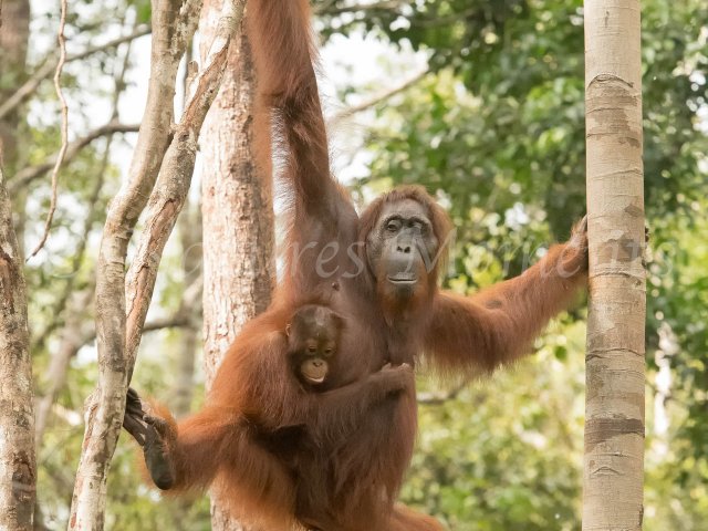 Orangutan - Tread Carefully