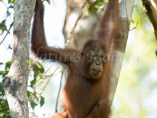 Orangutan - Baby hold on Tight Orangutan - Baby hold on Tight