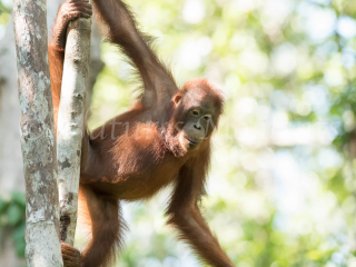 Orangutan - Up Here Orangutan - Up Here