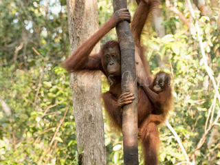 Orangutan - Dont look Down Orangutan - Dont look Down