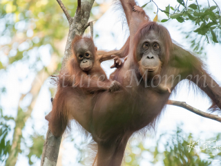 Orangutan - Smile for the Camera Orangutan - Smile for the Camera