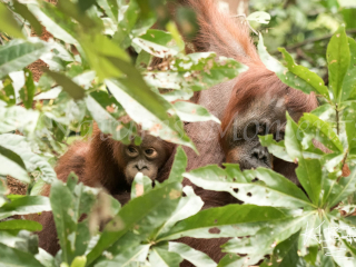 Orangutan - Peakaboo Orangutan - Peakaboo