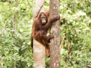 Orangutan - I Am Orangutan - I Am